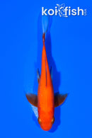 5" COMET GOLDFISH