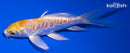 5" DOITSU LEMON HARIWAKE BUTTERFLY
