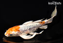 7.25" HEISEI NISHIKI BUTTERFLY
