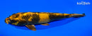 9" KI UTSURI
