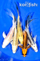PACK OF (5) 5.25-5.5" BUTTERFLY KOI