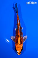 5.5" KUJAKU