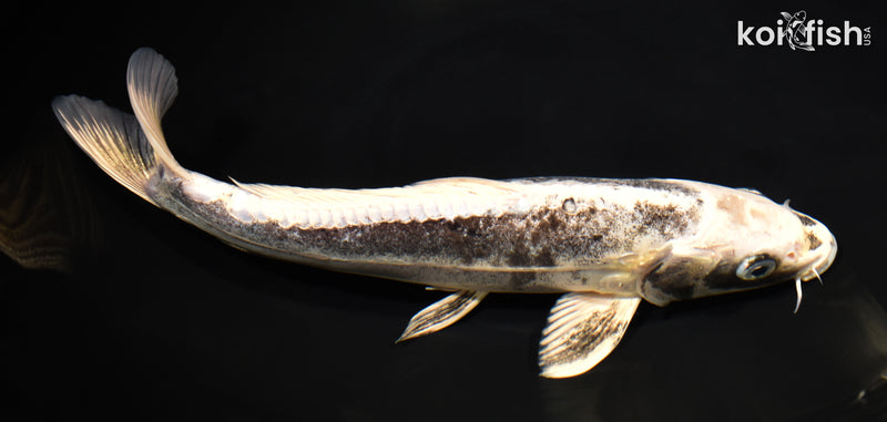 11" KIKOKURYU