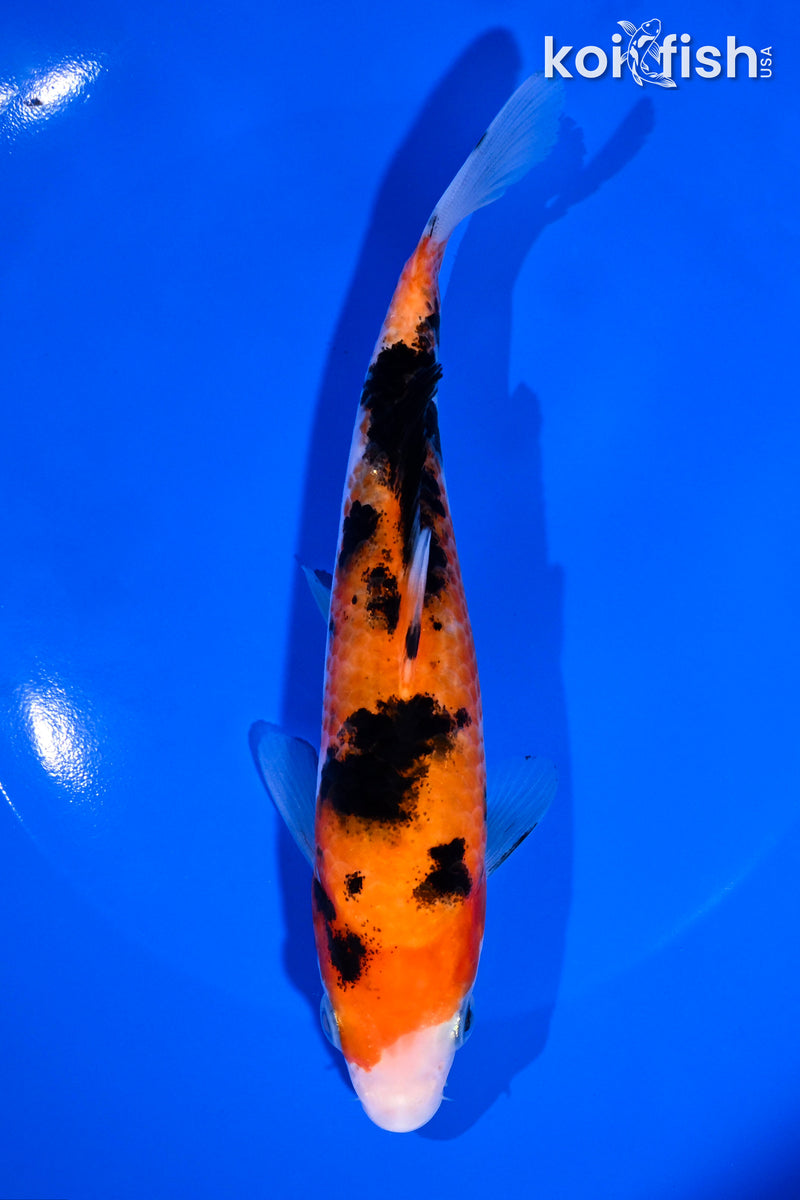 6.75" AKA SANKE