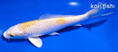 6" LEMON HARIWAKE