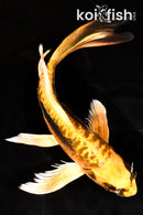 9.25" BENI KIKOKURYU BUTTERFLY