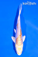 4" DOITSU LEMON HARIWAKE