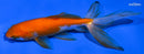 4.5" WATONAI GOLDFISH