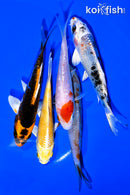 PACK OF (5) 4-5" STANDARD KOI