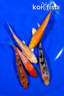 PACK OF (5) 4-4.25" STANDARD KOI