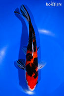 9.5" HI SHOWA