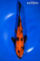 10" KIN HI UTSURI