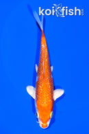 5.75" GINRIN HARIWAKE