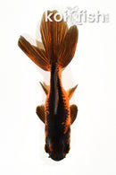 4.5" WAKIN GOLDFISH