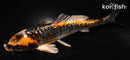 5.5" BENI KIKOKURYU