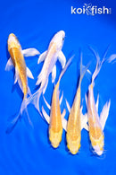 PACK OF (5) 4-5.5" YELLOW BUTTERFLY KOI