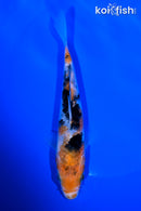 5.75" SANKE