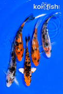 PACK OF (5) 3.75-4" STANDARD KOI