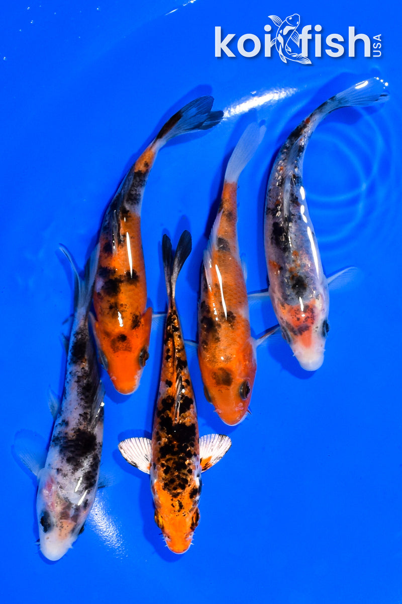 PACK OF (5) 3.75-4" STANDARD KOI