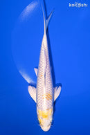 6.75" LEMON HARIWAKE