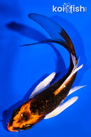 4.75" KUJAU BUTTERFLY