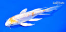 7" DOITSU LEMON HARIWAKE BUTTERFLY