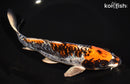 9.5" ARAGOKE BENI KIKOKURYU