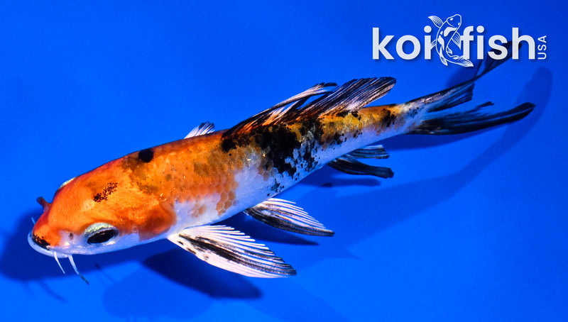 4.5" GINRIN YAMABUKI OGON