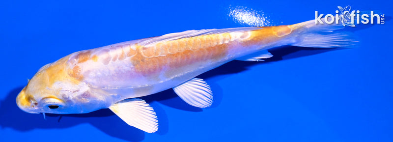 5" DOITSU LEMON HARIWAKE