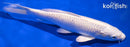 7.5" PLATINUM OGON