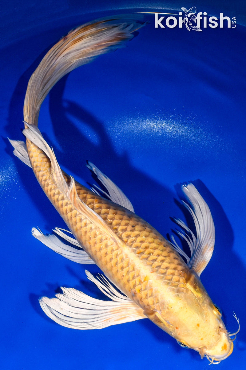 15.75" YAMABUKI OGON BUTTERFLY