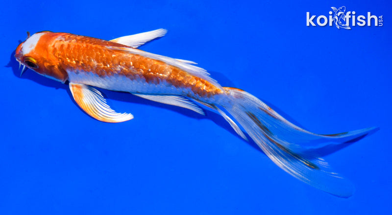 5.5" GINRIN HARIWAKE BUTTERFLY