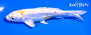 5.5" DOITSU LEMON HARIWAKE