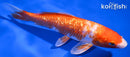 6.75" GINRIN HARIWAKE