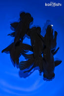 PACK OF (3) 4.25-4.5" TELESCOPE FANTAIL GOLDFISH