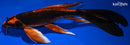10.25" KIN ORENJI MATSUBA BUTTERFLY