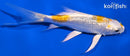 4.5" GINRIN LEMON HARIWAKE BUTTERFLY