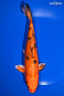 8.75" KIN ORENJI BEKKO