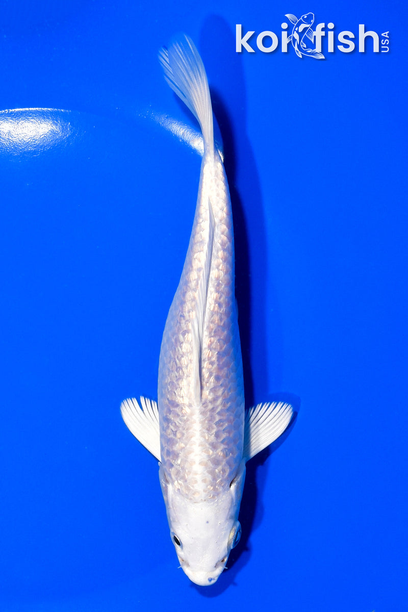 6.75" GINRIN PLATINUM OGON