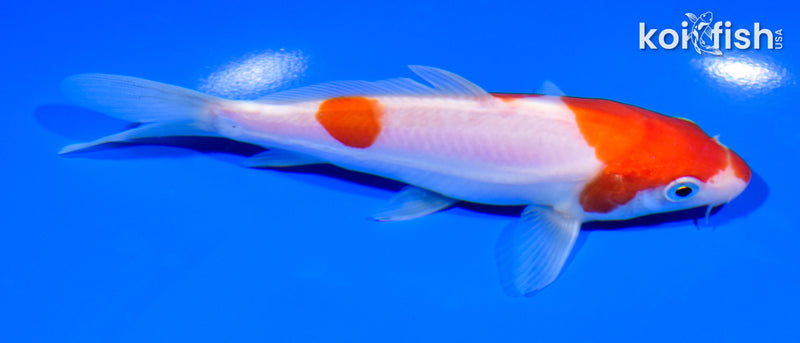 5.75" DOITSU SANDAN KOHAKU