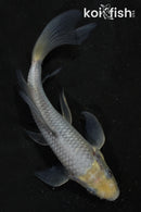 5.5" SORAGOI BUTTERFLY