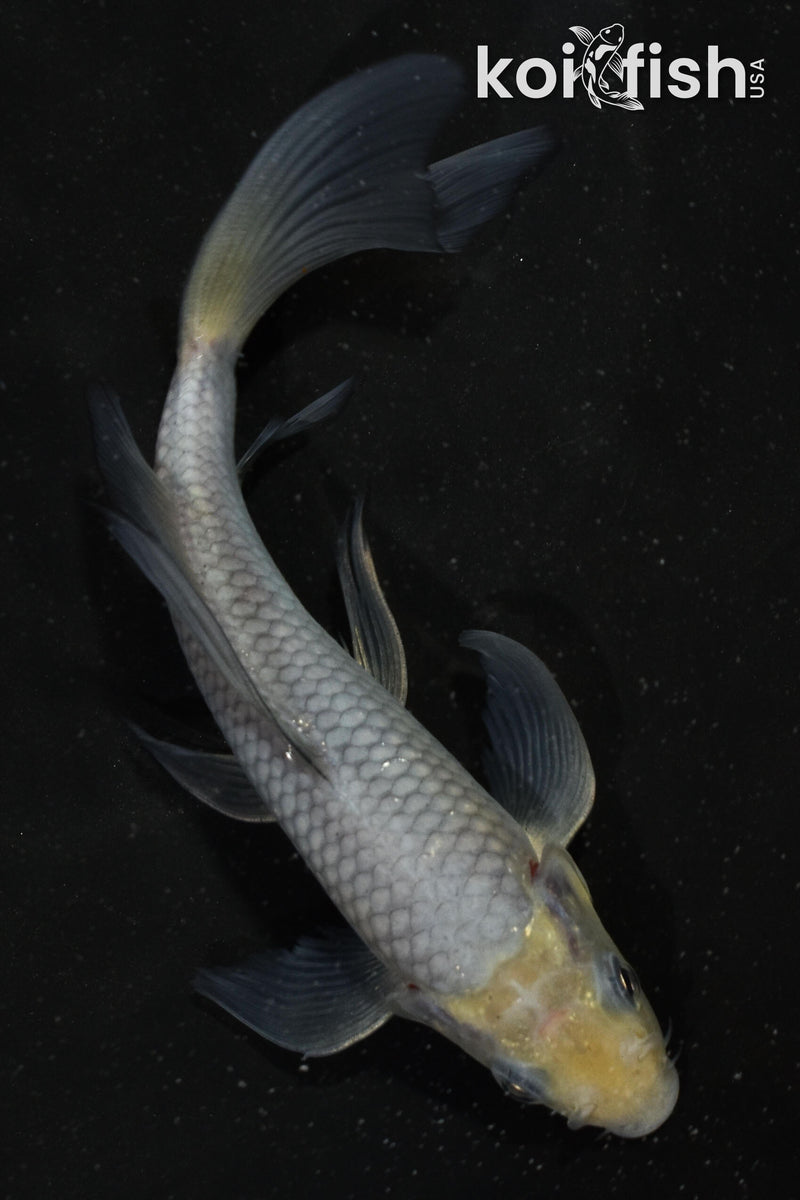 5.5" SORAGOI BUTTERFLY