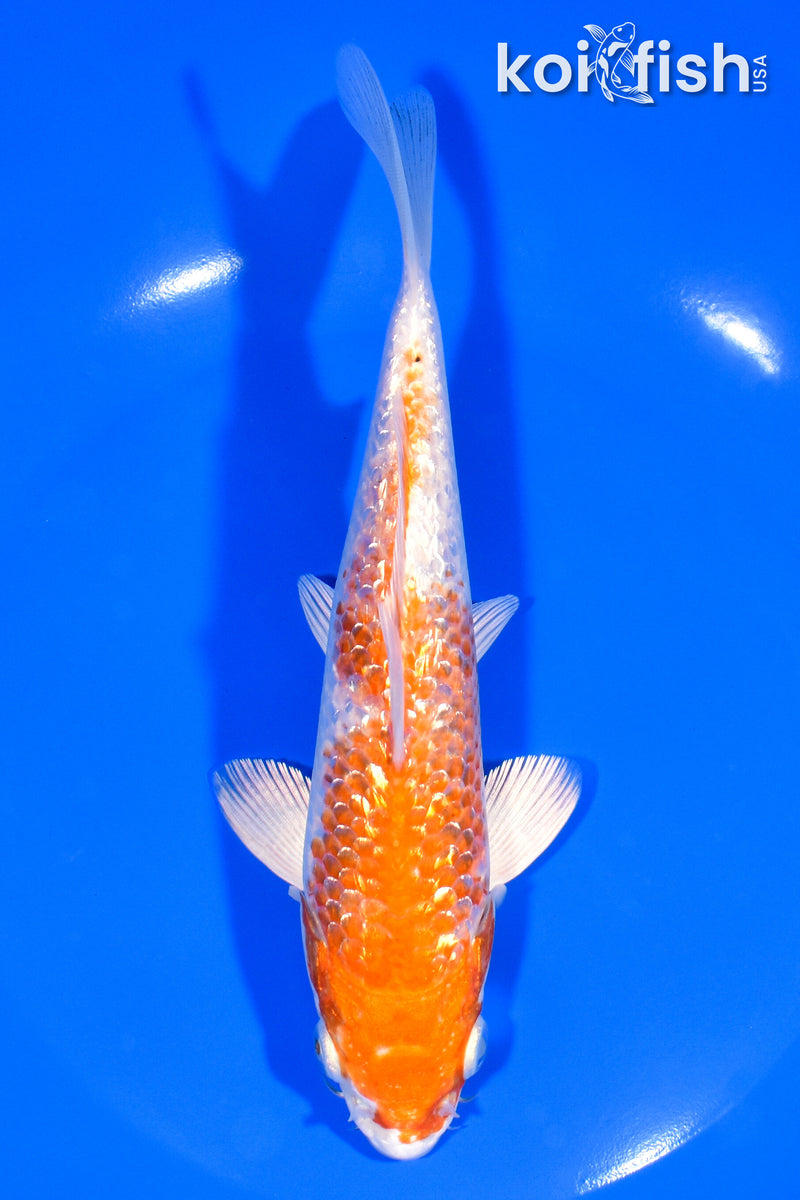7" GINRIN HARIWAKE