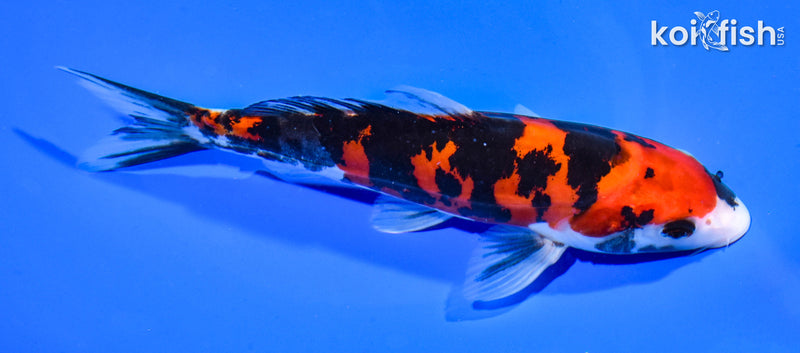 7.5" DOITSU SANKE