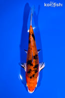 6.75" HEISEI NISHIKI