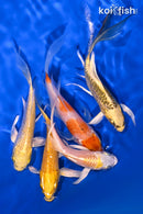 PACK OF (5) 4-5" BUTTERFLY PACK