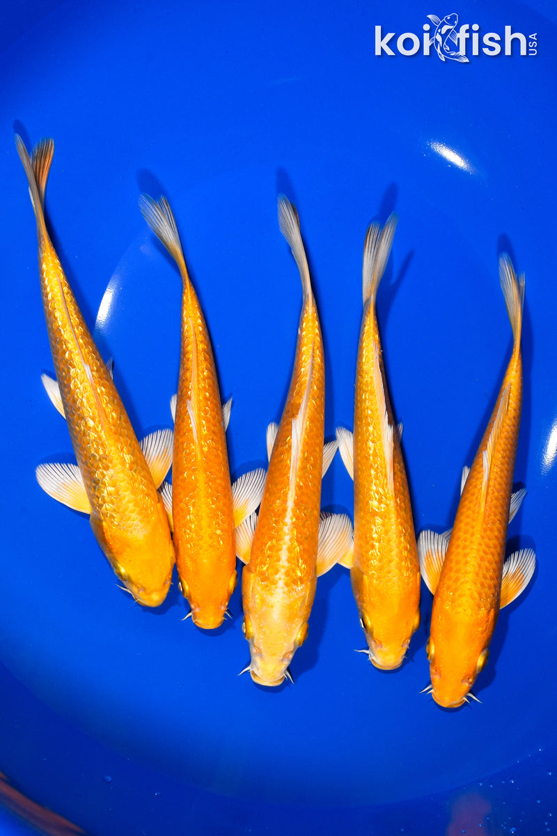 PACK OF (5) 5.75"-6.25" OGON KOI