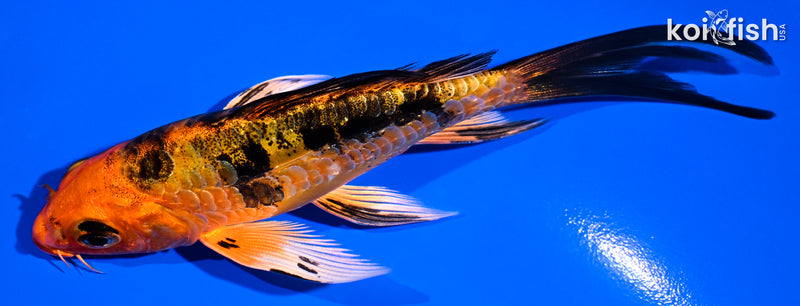 4.75' ARAGOKE ORENJI BEKKO BUTTERFLY