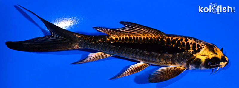 5.5" ARAGOKE BENI KIKOKURYU BUTTERFLY