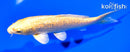 6.75" GINRIN YAMABUKI OGON